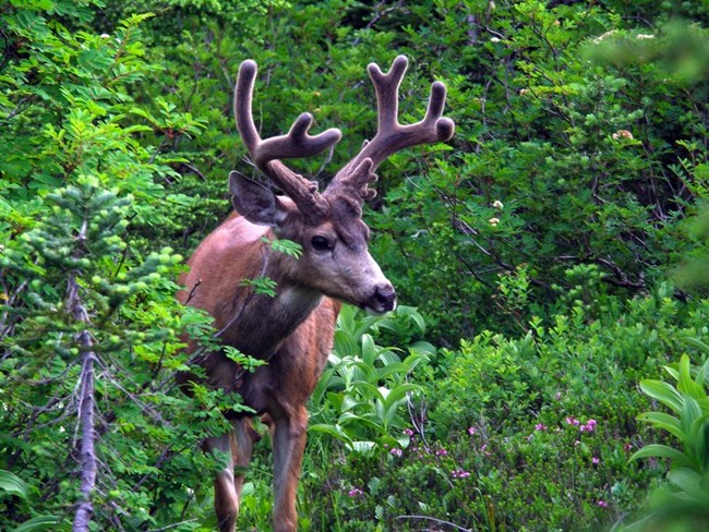 Deer in velvet in brush