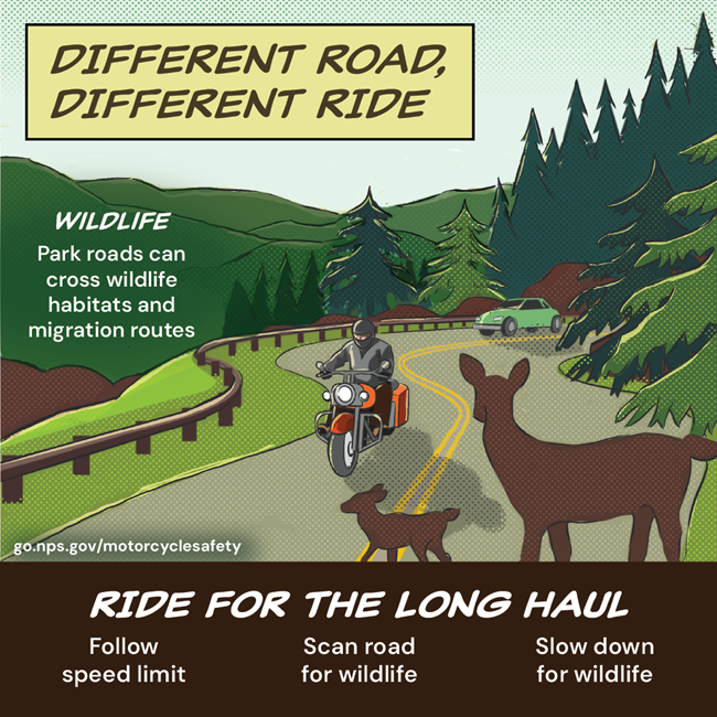 Graphic of motorcycle and car on a winding mountain road with deer in the foreground. Text reads Different road, different ride. Ride for the long haul, follow speed limits, scan road for wildlife, slow down for wildlife.