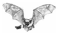 Graphic - Bat