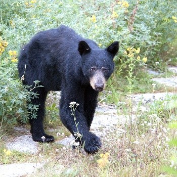 A young black bear