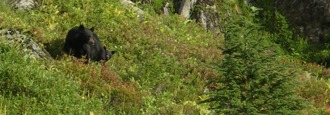 black bear sow with cub