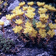 Historical Collection