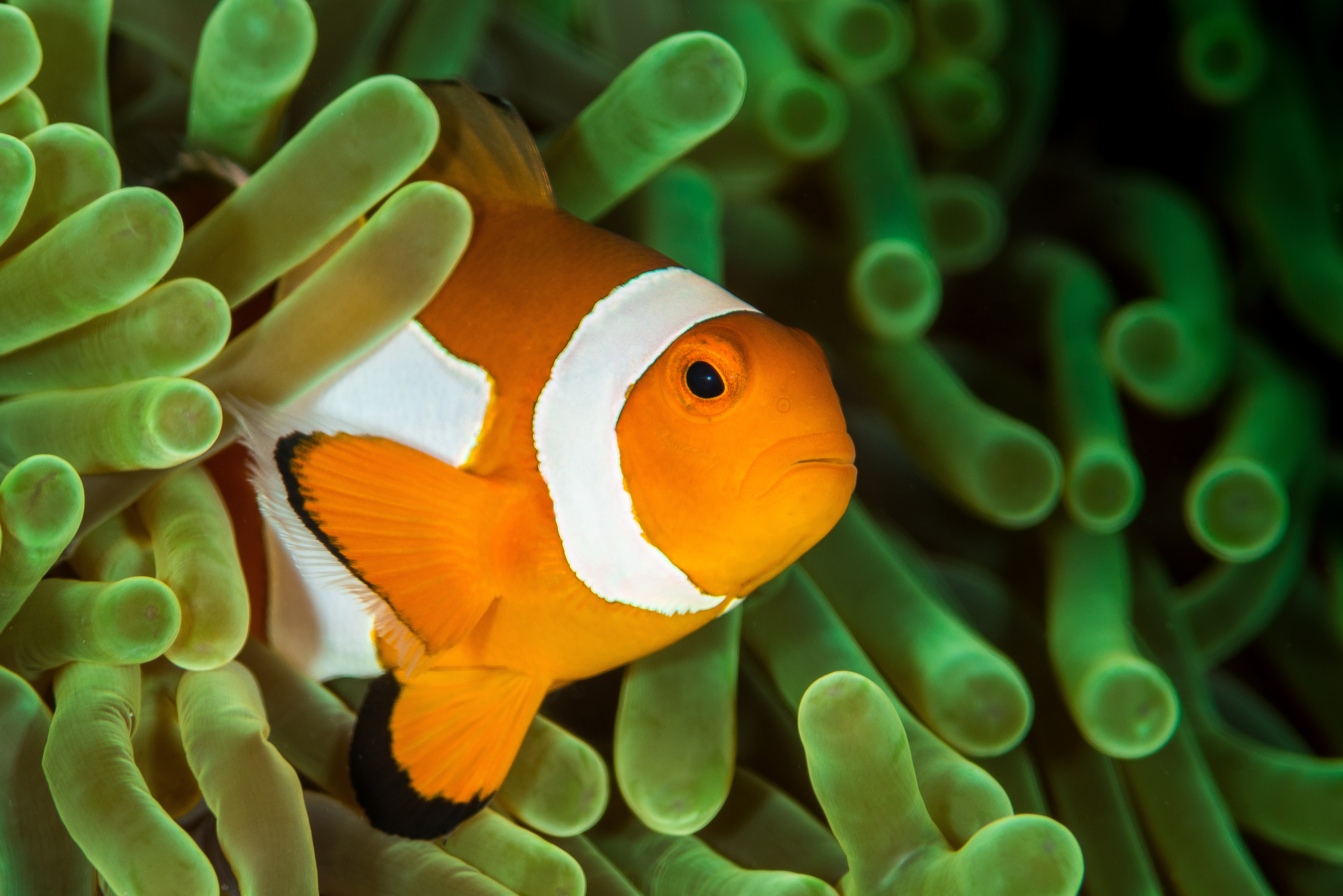 Clown fish waiting in an anemome.