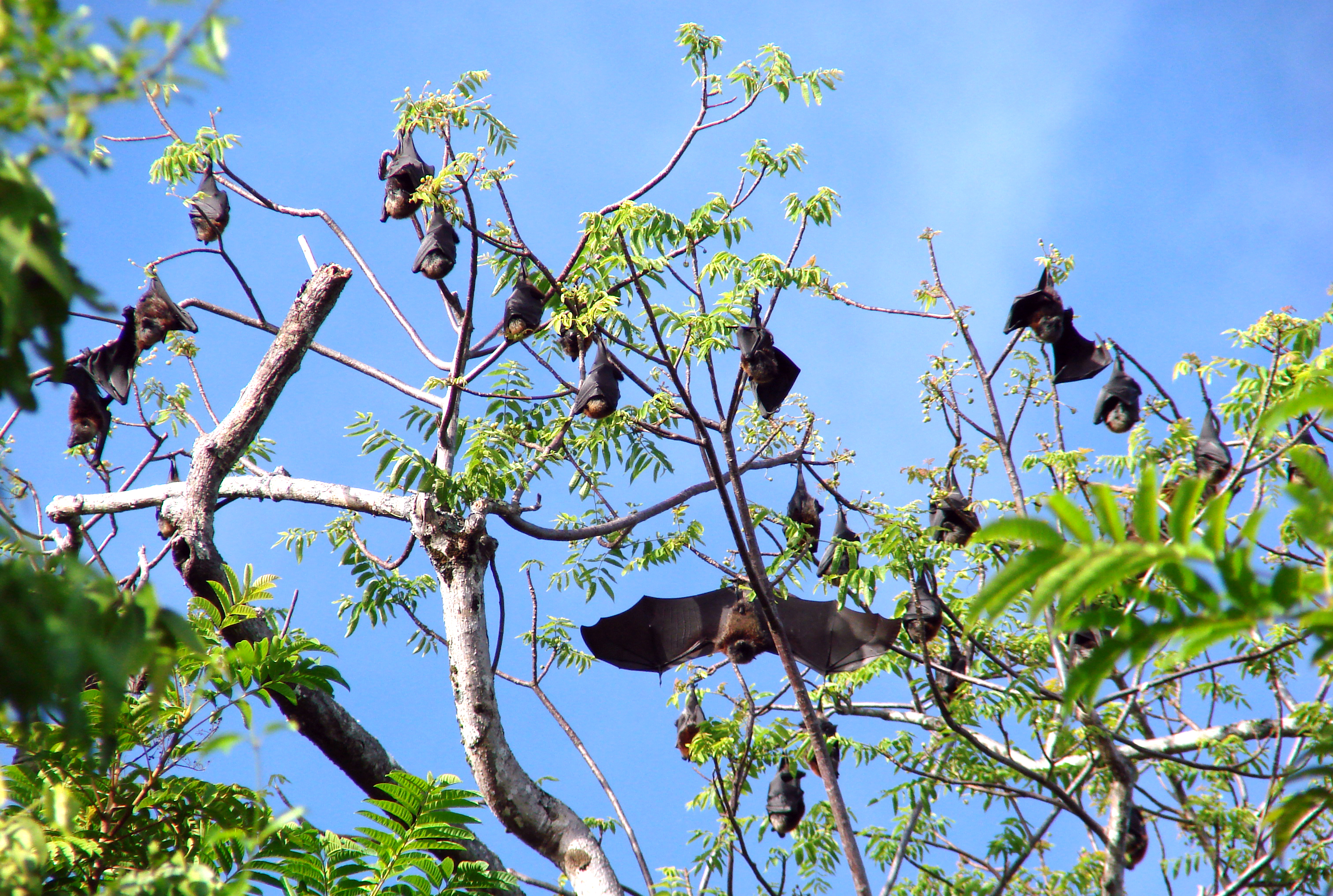 Fruit bats