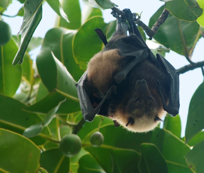 Fruit bat with her young.