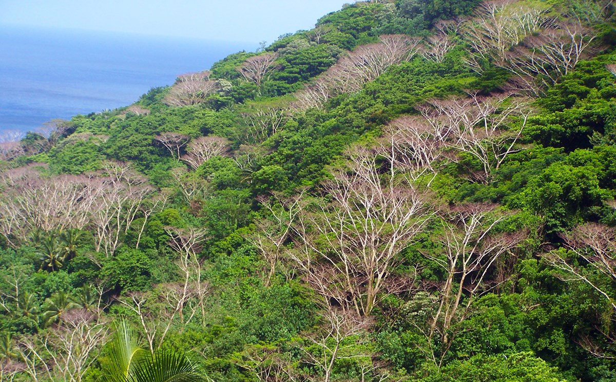 Dried Tamaligi trees after stripping of their lower barks.