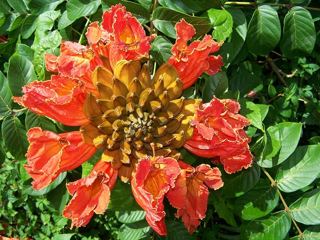 Outdoors; Close up on yellow centered, red petaled flower with bright green leaves behind.