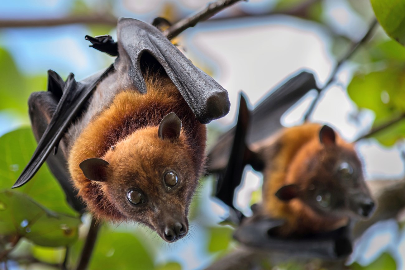 Two fruit bats hanging from a tree and one is looking at the camera.