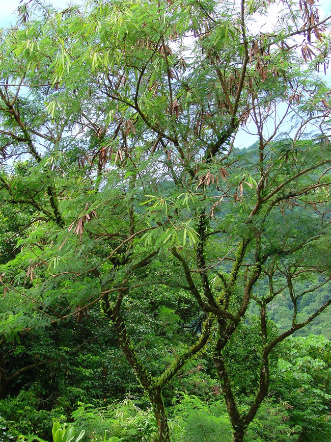 Outdoors; Green fern-like leafed tree with green and brown seed pods filling frame, vegetation behind.