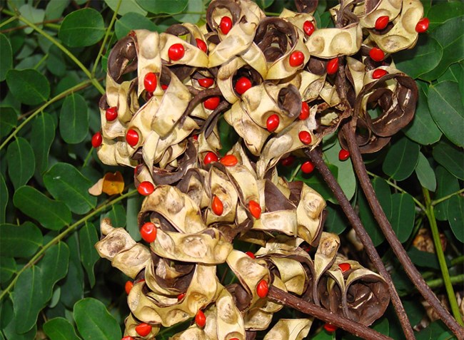 Seed pods growing on a tree.