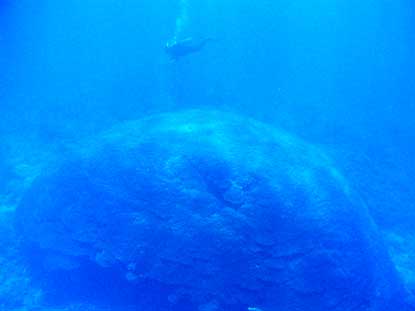 Massive Porites coral head in park waters at Ta'u.
