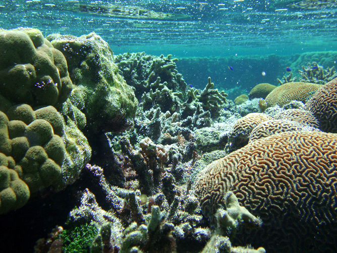 Coral reef