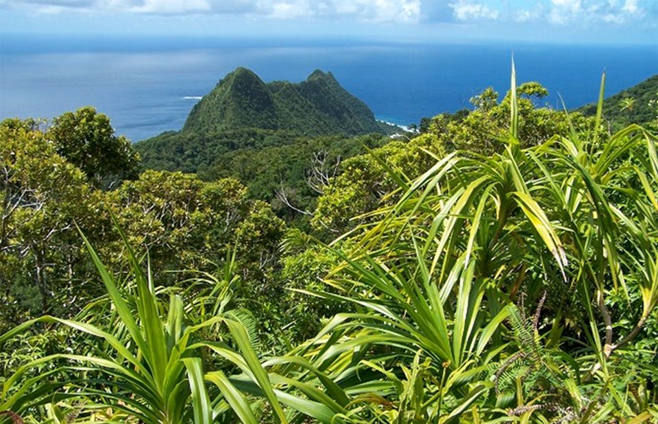 Plants - National Park of American Samoa (U.S. National Park Service)