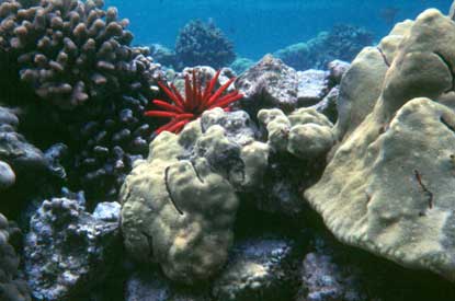 Coral reef