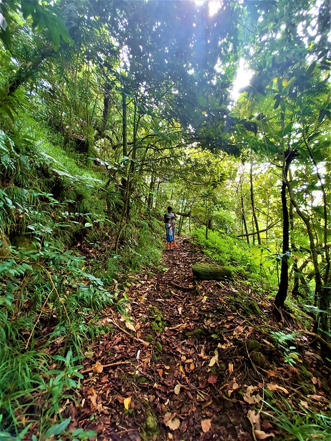 A lush forest trail entrance with people in the distance.