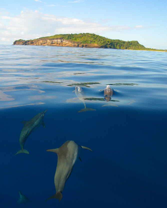 Dolphins