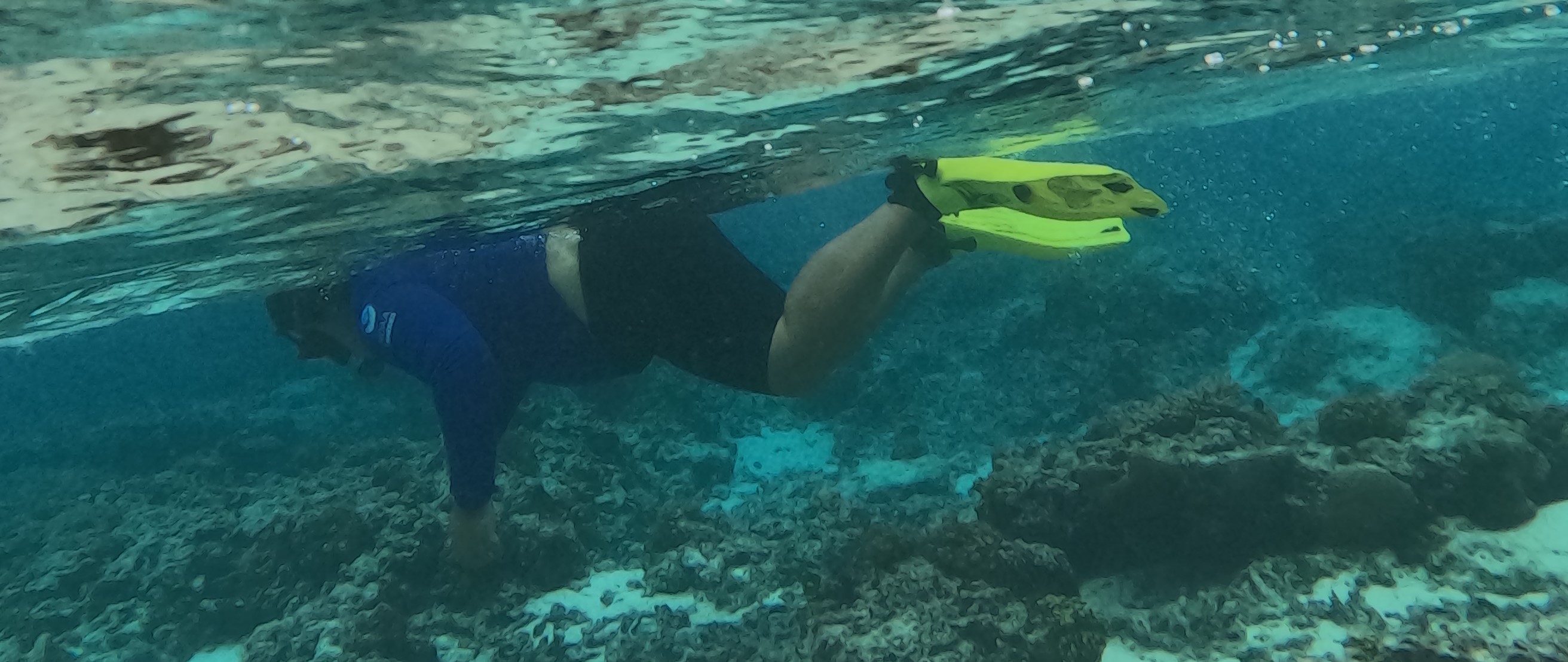Outdoors; close up of person at surface of water wearing bright yellow fins, coral life below.