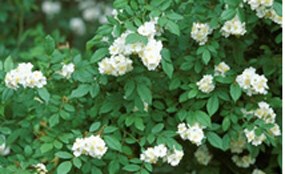 multiflora-rose plant