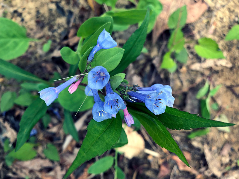 Lisa-Thomas_Blue-Bells_Flora-and-Fauna