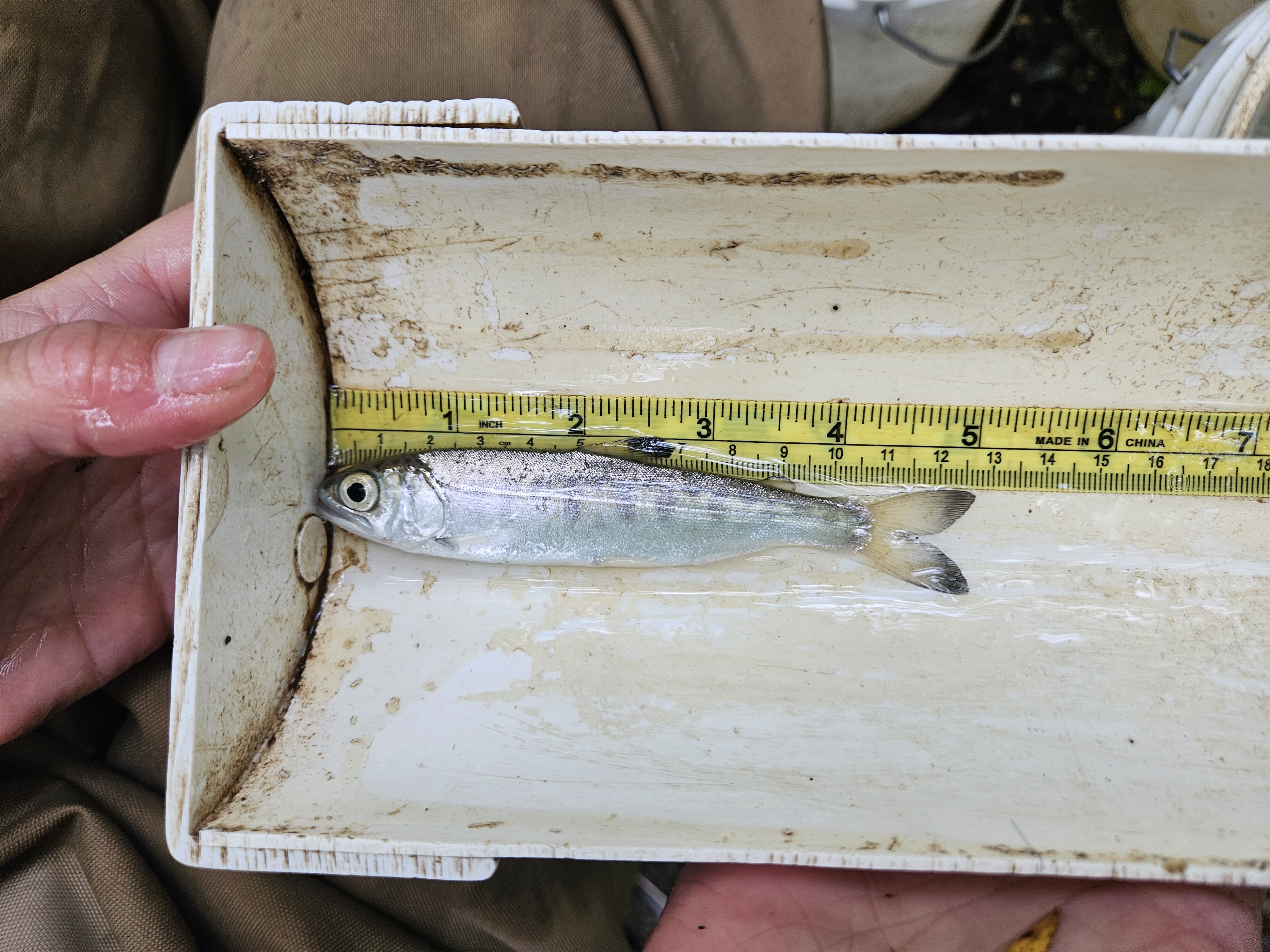 A young coho salmon laying horizontally against a yellow ruler inside of a white fish measuring tray. It measures 5 inches from head to tail. A wet hand is holding the tray.