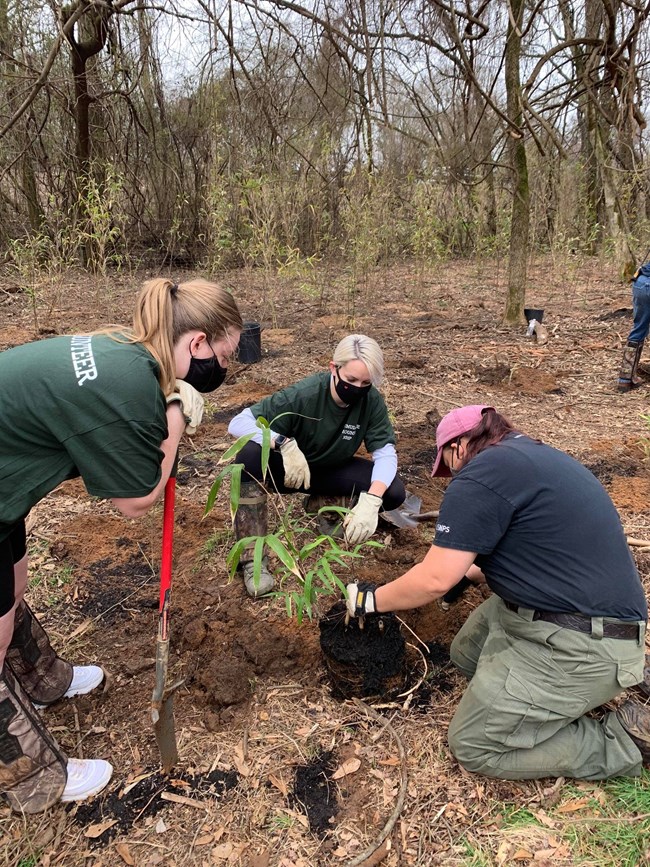 Volunteers and park staff planting native rivercane.