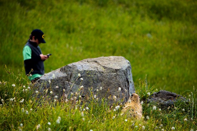 A person is looking at a device in their hands while a marmot peeps out from behind a rock at them.