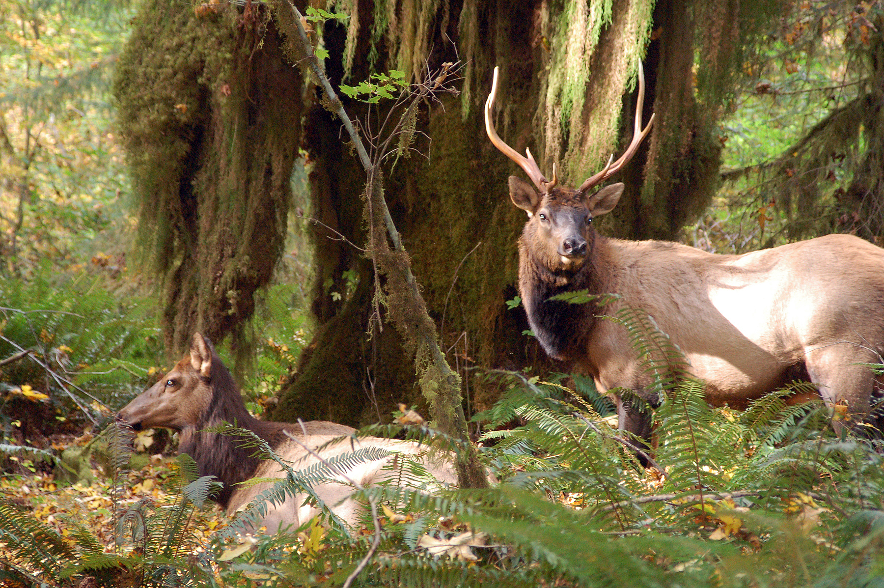 A male elk and a female elk in the Hoh Rainforest. The male elk is standing upright with six-point antlers. The female is sitting in vegetation.
