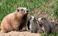 One adult and three young marmots by their den.