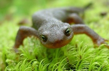 Roughskin Newt in  Hoh Rainforest