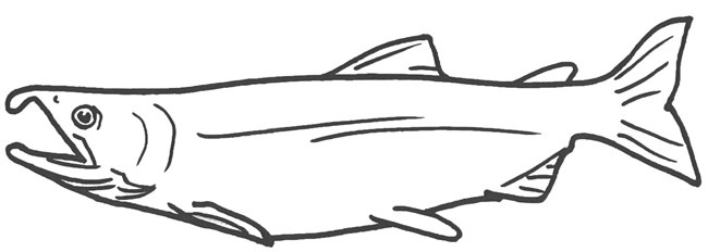 Coho Coloring Page or Hat