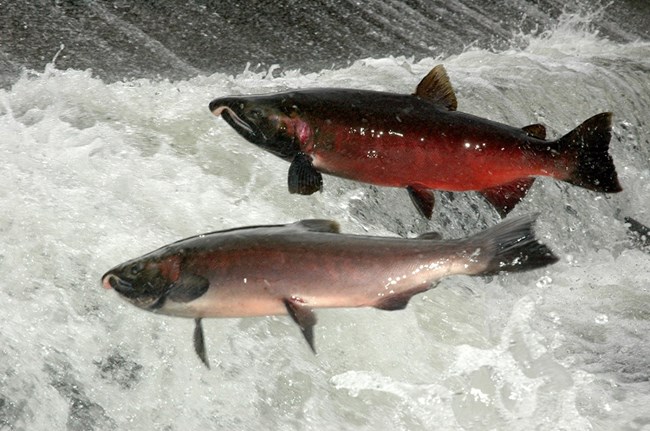 Salmon leaping up cascading river.