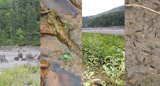 photo series of uncovered tree trunks, frog, new vegetaion, and bird tracks