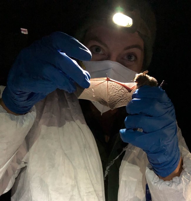 A person clad in safety clothing looks at the wing of a bat with assistance of a headlamp.