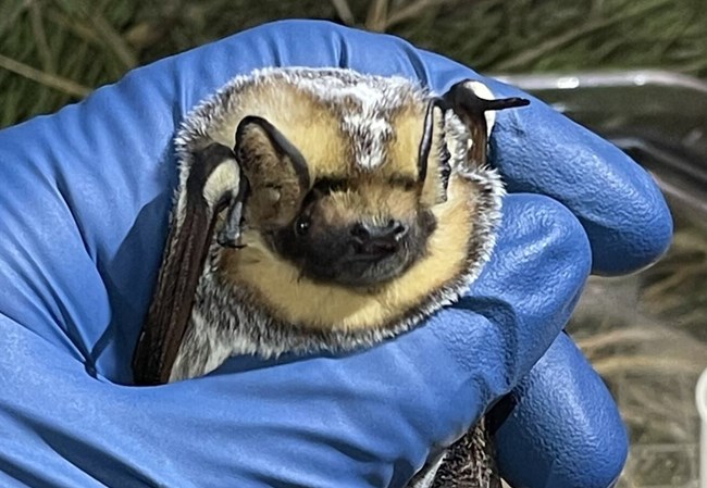 A bat with frosty looking fur is held by a blue gloved hand.