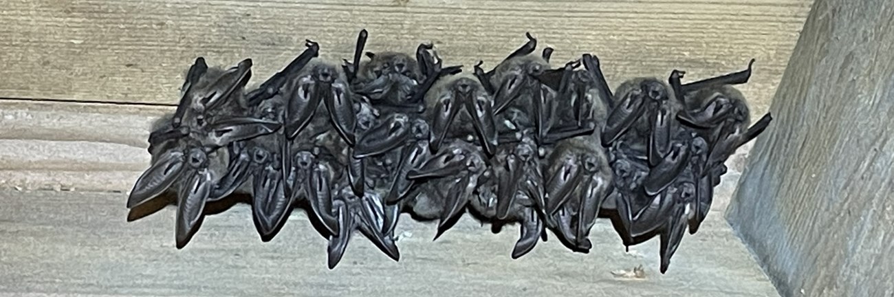 Roosting bats with big ears