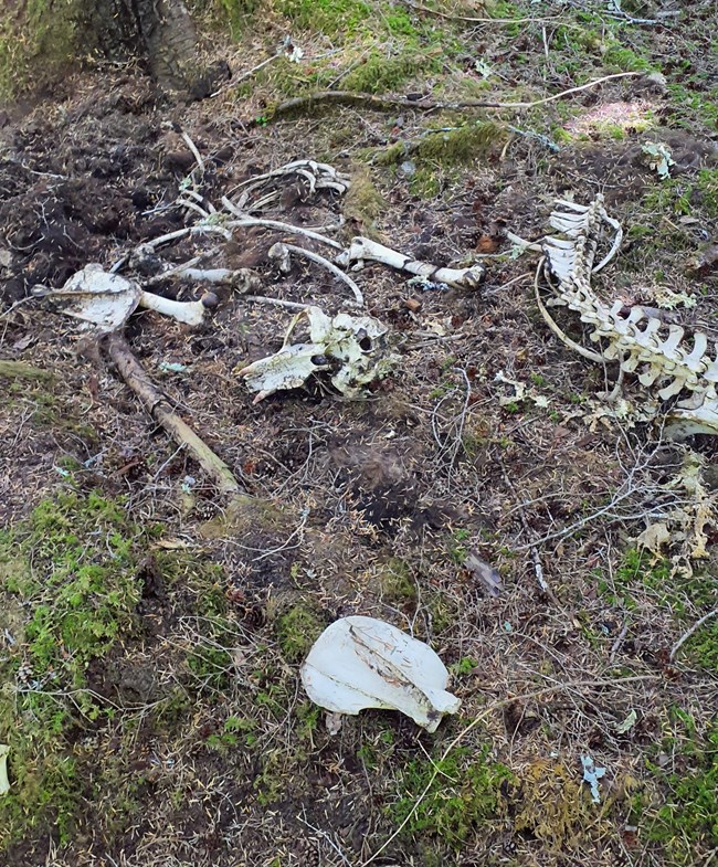 Bones scattered on a mossy forest floor