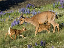 A blacktail deer and her two calves in a meadow near Hurricane Ridge