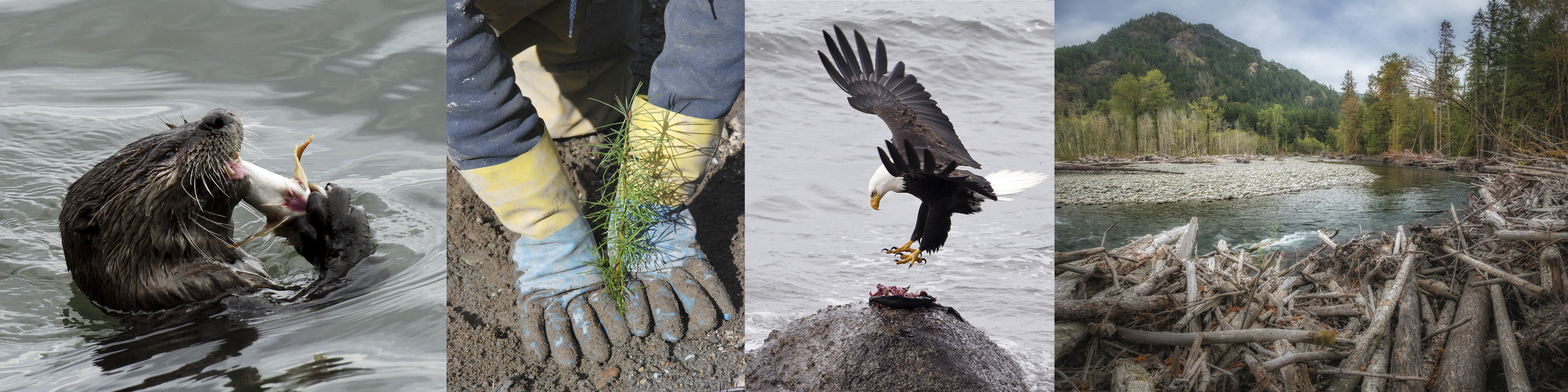 Otter eating a fish, planting of a Douglas Fir, bald eagle eating fish, scenic Elwha River.