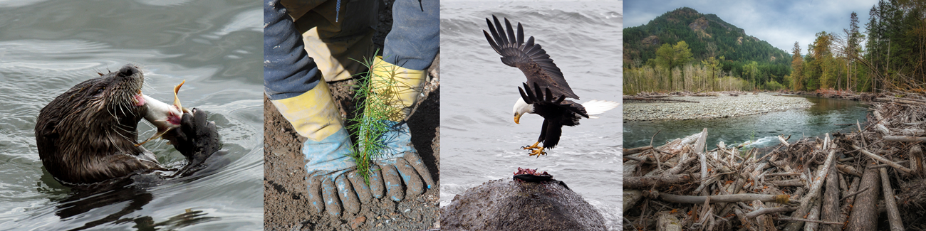 Otter eating a fish, planting of a Douglas Fir, bald eagle eating fish, scenic Elwha River.