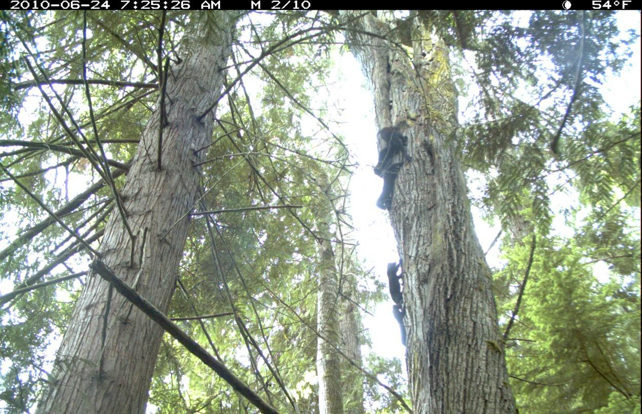Fisher F004 scampers up a tree with her four kits.