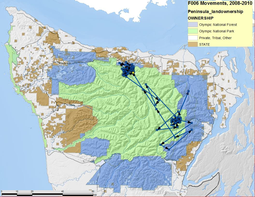 A map of the Olympic Peninsula shows the movements of F006, who traveled back and forth between Lake Crescent at Staircase.