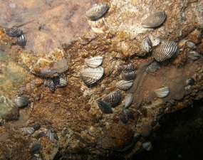 history of zebra mussels