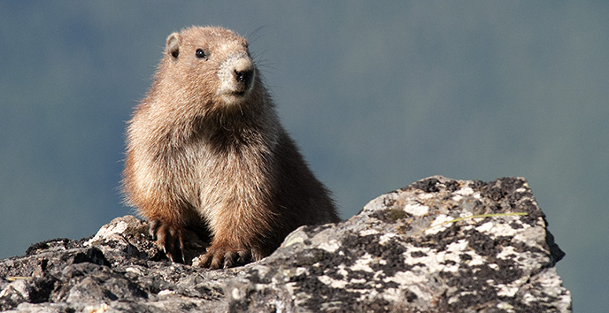 Olympic marmot on rock