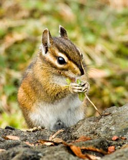 An Olympic chipmunk chewing on a plant