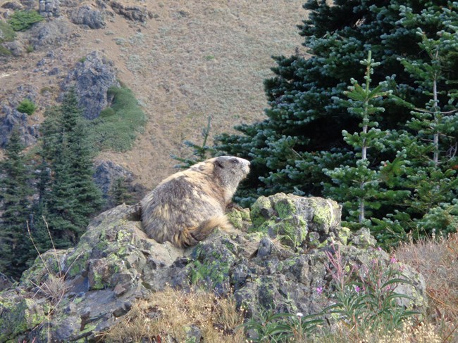 An Olympic marmot sits on a rock.