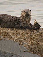 A river otter eating a fish.