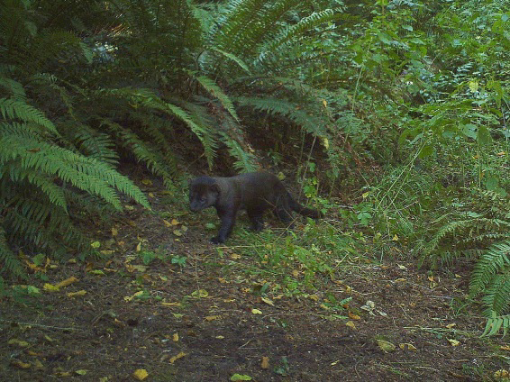 This fisher, known as 0301-M, was spotted in a residential area near Port Angeles!