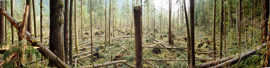 A forest impacted by a windstorm. Many of the trees have fallen and lie scattered on the forest floor, leaving the forest much thinner.