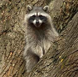 A raccoon in a tree