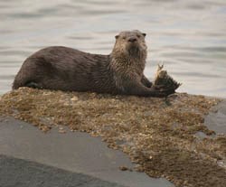 A river otter lying on a rock and eating a fish in the Strait of Juan de Fuca